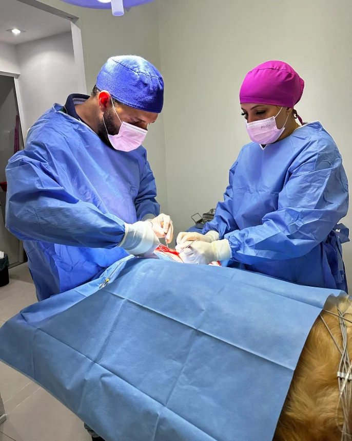 Equipe veterinária da Tatuavet em procedimento