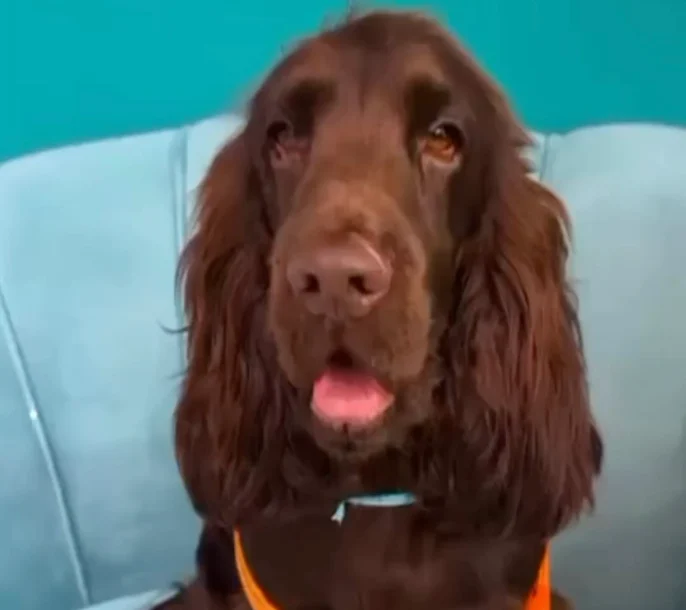 Cocker na Tatuavet